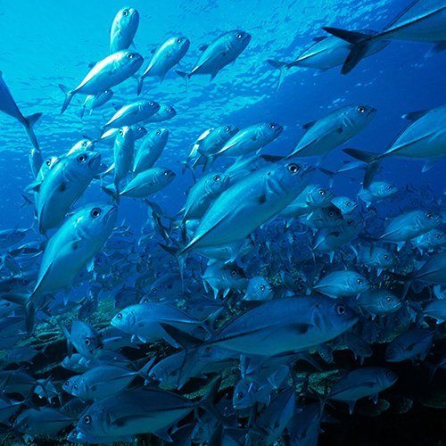 Schooling bigeye trevally in the Coral Sea