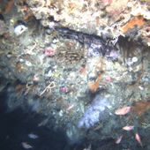Auv joes reef freycinet marine park.
