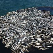 Boigu Island net - credit AFMA