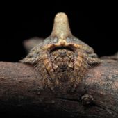 Wraparound spider Credit Joseph Schubert