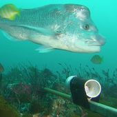 Pink snapper and wobbegong.