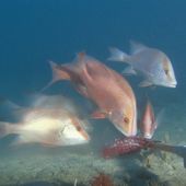Bruv fish at ningaloo marine park.