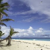 Uninhabited island beach with forest