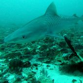 A tiger shark captured on one of the Baited Remote Underwater Video Stations