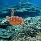 Green turtle