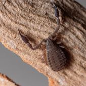 Pseudoscorpion