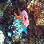 Sabre squirrelfish