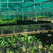 Newly completed shade house complex