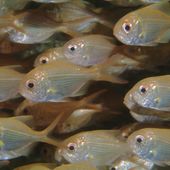 Australian Marine Parks logo