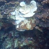 Plate coral in Emily Bay exhibiting signs of white syndrome on 9 May 2021. Credit: norfolkislandreef.com.au