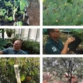 Six unique plants in six unique locations