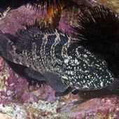 Black cod. Photo by Dave Harasti.