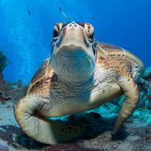 Green turtle