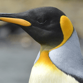 Macquarie Island expansion