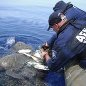 AFMA staff untangling turtle from ghost net. Credit: Australian Fisheries Management Authority